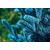 зображення 9 - Набір для вирощування Екокуб "Ялина блакитна"