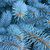зображення 5 - Набір для вирощування Екокуб "Ялина блакитна"