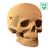 фото 9 - Картонный конструктор "Cartonic 3D Puzzle SKULL" 1DEA.me
