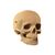 фото 7 - Картонный конструктор "Cartonic 3D Puzzle SKULL" 1DEA.me