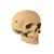 фото 8 - Картонный конструктор "Cartonic 3D Puzzle SKULL" 1DEA.me