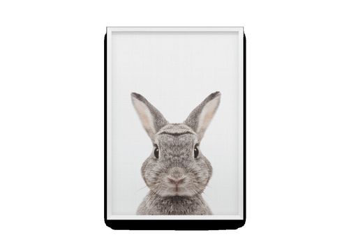 зображення 2 - Постер Cool Poster "Кролик в кадрі" 30х40
