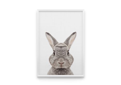 зображення 1 - Постер Cool Poster "Кролик в кадрі" 30х40
